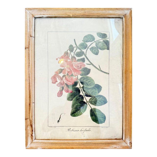 A delicate vintage botanical prints . Rendered with scientific precision and artistic elegance, the illustration...