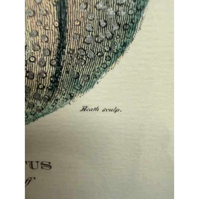Wood Paragon Echinus Esculentus I & II Art Prints, Set of Two For Sale - Image 7 of 12