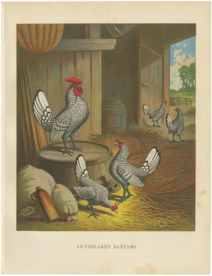 The Silver-Laced Bantam - A 19th Century Poultry Lithograph, 1888