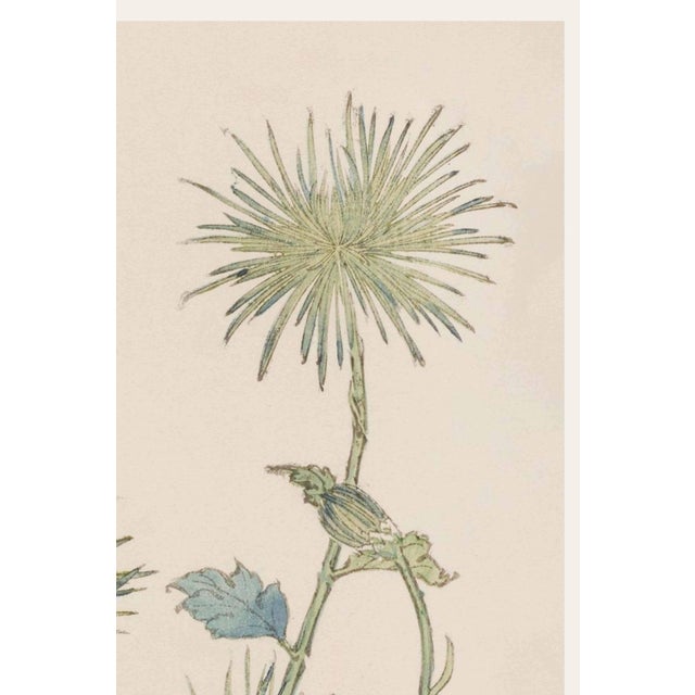 Japanese Two Wildflowers by Hasegawa, Vintage Japanese Botanical Art Print, 36" X 54" For Sale - Image 3 of 10