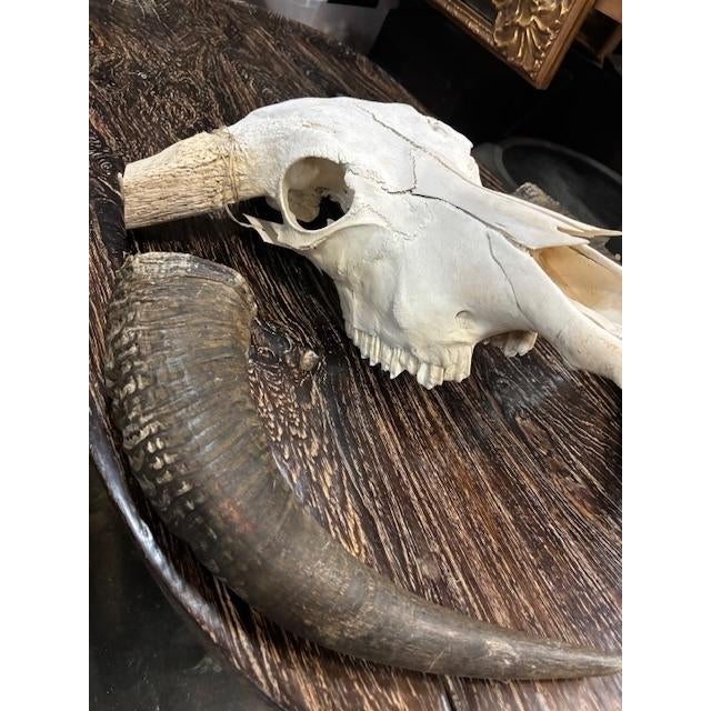 Late 20th Century Water Buffalo Skull, Thailand For Sale In Atlanta - Image 6 of 11