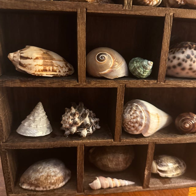 Boho Chic Whimsical House-Shaped Wooden Curio Cabinet With Curated Seashell & Starfish Collection For Sale - Image 3 of 10