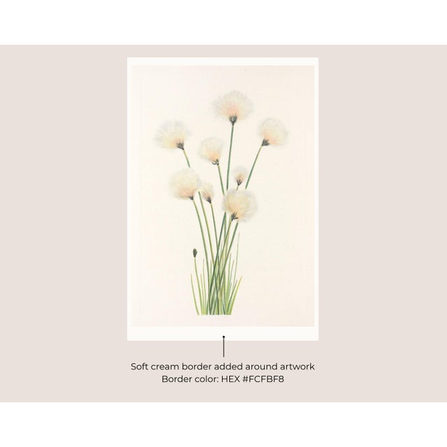 Not Yet Made - Made To Order Hare's-Tail Cottongrass, Vintage Botanical Art Print by Mary Vaux Walcott, 20" X 30" For Sale - Image 5 of 10