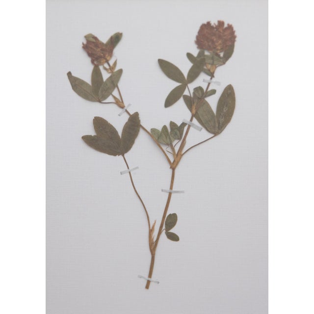 Custom Framed Antique Swedish Botanical Herbariums - Set of 4 For Sale - Image 4 of 11