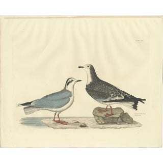 Selby, Little Gull, 1826, Handcolored Engraving For Sale