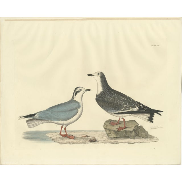 Selby, Little Gull, 1826, Handcolored Engraving For Sale
