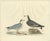 Selby, Little Gull, 1826, Handcolored Engraving For Sale