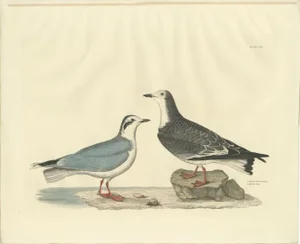 Selby, Little Gull, 1826, Handcolored Engraving