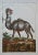 An 18th Century Hand Colored Engraving of a Camel from Thomas Pennant's famous publication on natural history "The British...