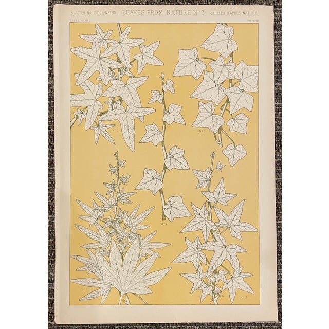 Traditional Set of Four Leaves From Nature Chromolithographs From Grammar of Ornament by Owen Jones For Sale - Image 3 of 5