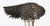 Antique Art Deco Novelty Parrot Walking Stick Cane, 1920s For Sale - Image 10 of 15