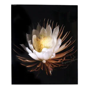 King of the Night, Jonathan Singer, Photography