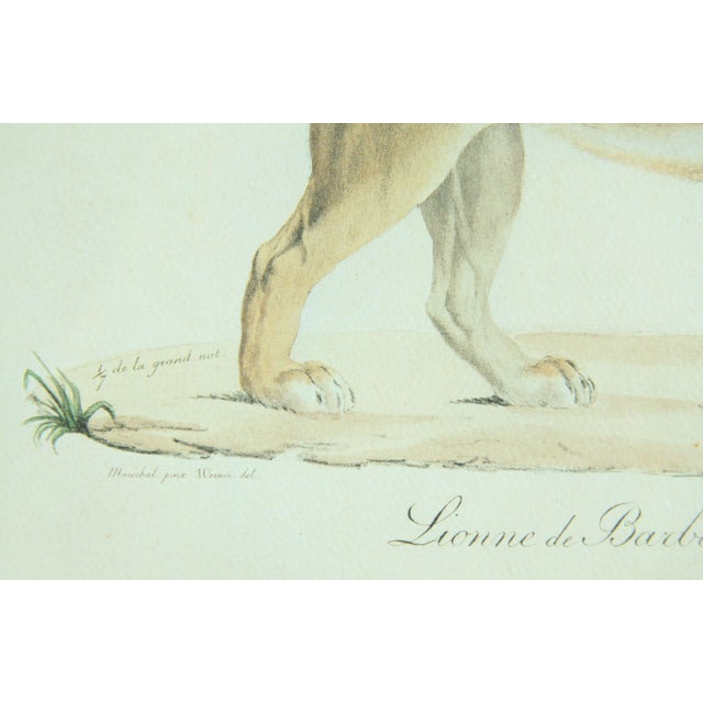 Antique 19th C. Framed Lithograph Print of Barbary Lion / Lioness For Sale In Providence - Image 6 of 7