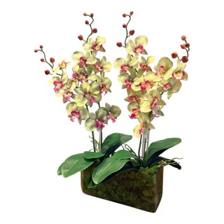Mint Leaf Orchid Luxe For Sale