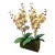 Mint Leaf Orchid Luxe For Sale