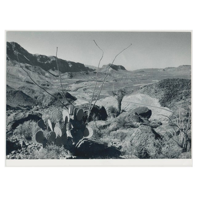Cacti, Landscape, Rio Grande, USA, 1960s, Black & White Photograph For Sale