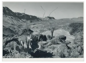 Cacti, Landscape, Rio Grande, USA, 1960s, Black & White Photograph