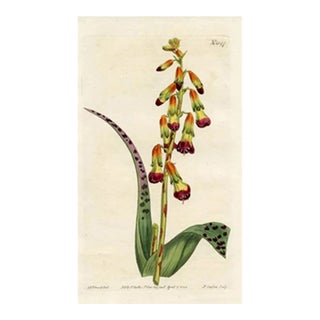 1808, Opal Flower Botanical Print, Curtis's Botanical Magazine, Original Antique Botanical Print, Engraving, England For Sale