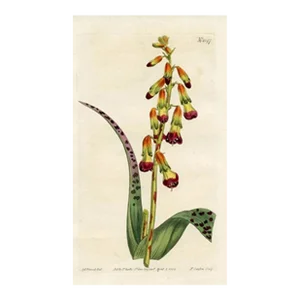 1808, Opal Flower Botanical Print, Curtis's Botanical Magazine, Original Antique Botanical Print, Engraving, England