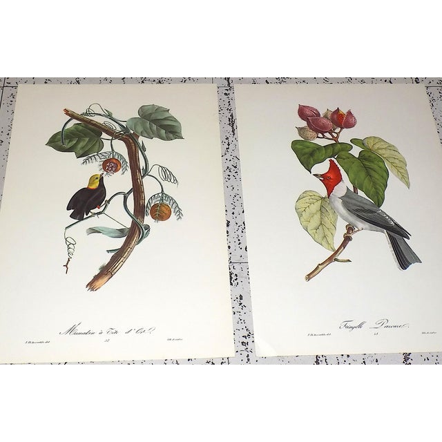 1960s Vintage Mid 20th C. Imperial Folio American Tropical Bird Lithographs - Set of 12 (11.25” X 17.25”) For Sale - Image 5 of 10