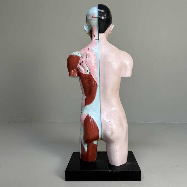 Plastic Japanese Anatomical Model Nakamura, 1970s For Sale - Image 7 of 18