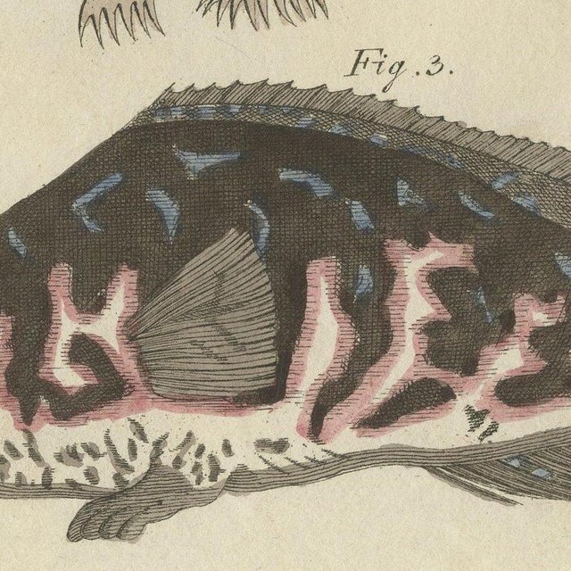 Bertuch, Frogfish with Lure and a Ribbon Fish, 1810, Print For Sale - Image 4 of 12