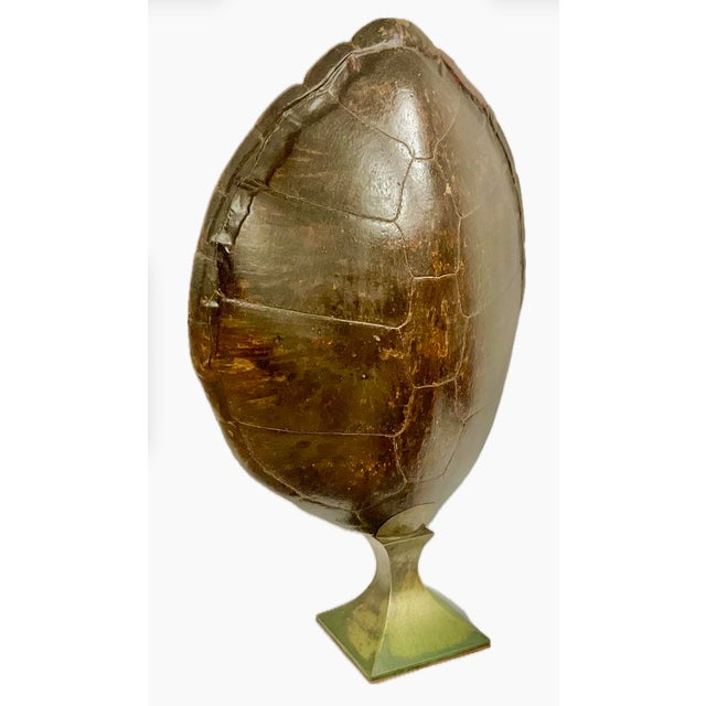 Monumental Natural Antique Turtle Carapace Shell Lamp For Sale - Image 14 of 15