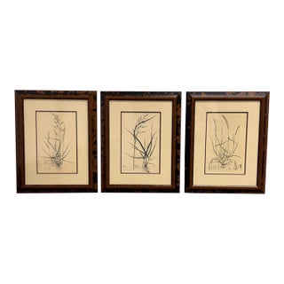 Crate & Barrel Botanical Study Prints, Set of Three For Sale
