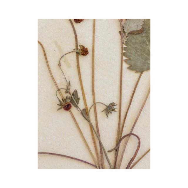 Rustic European Vintage Swedish Herbarium - Strawberry, Circa 1933 For Sale - Image 3 of 7