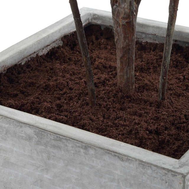 Textile Sonora Olive Tree In Planter For Sale - Image 7 of 8