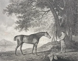 Late 18th Century "Sharke" Horse, Original Engraving After Stubbs, Unframed