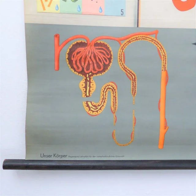 School Education Metabolism Poster from Hagemann Düsseldorf, 1950s For Sale - Image 3 of 6