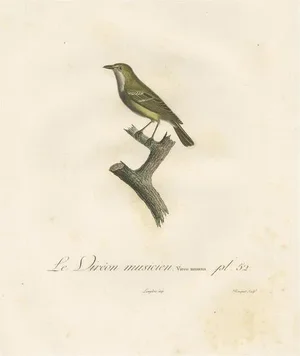 Louis Jean Pierre Vieillot, Large Vireo Bird Illustration, 1807, Handcolored Print