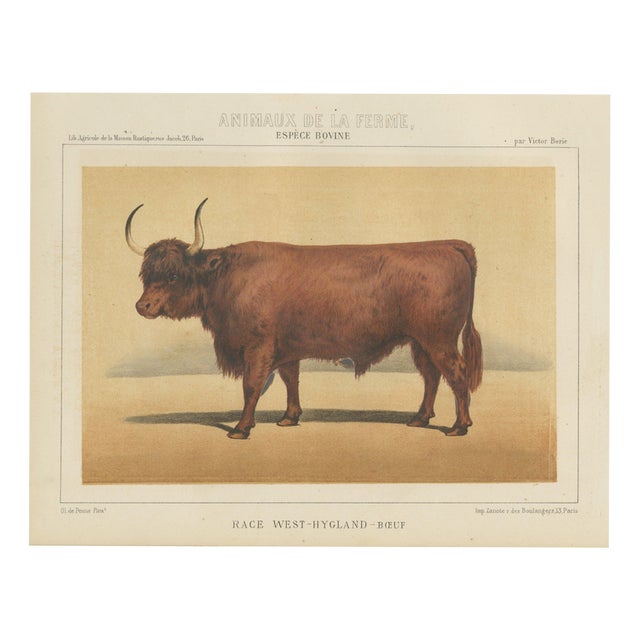 Olivier De Penne, West Highland Ox, Scottish Cattle, 1863, Chromolithograph For Sale