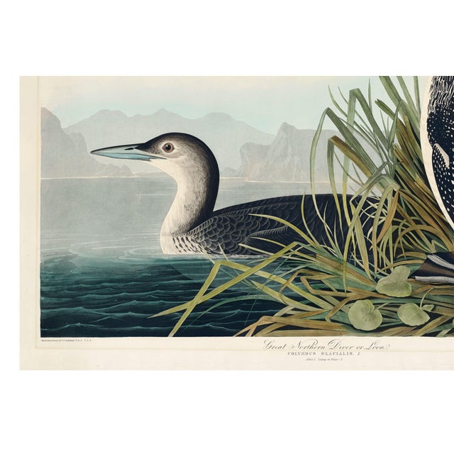 Black Great Northern Diver or Loon, Vintage Art Print Reproduction From Birds of America by John James Audubon, 30" X 20" For Sale - Image 8 of 10