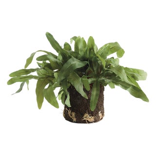 Echeveria Fern Drop-In 13.5" For Sale