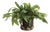 Echeveria Fern Drop-In 13.5" For Sale