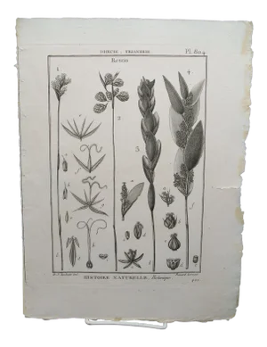 19th Century French Botanical "Encyclopedie Methodique 1800" Henri Joseph Redoute Copper Engraving Plate 804