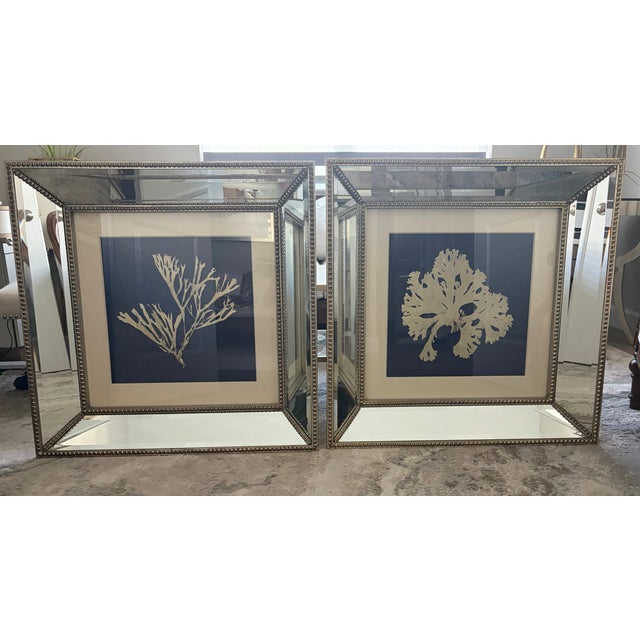 Coastal Seaweed on Navy IV and II John Richards Set Art Wall Decor For Sale - Image 3 of 14