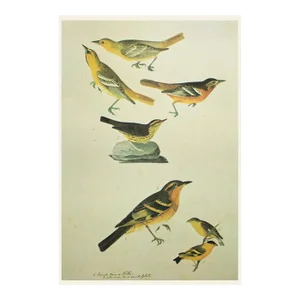 1966 Vintage Farmhouse Cottage Print "Warblers" After John James Audubon