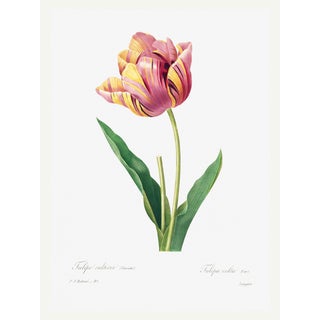 Tulip by Pierre-Joseph Redouté, Vintage Botanical Art Print, 36" X 48" For Sale