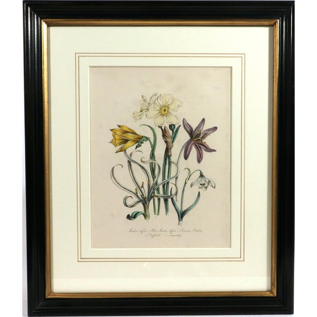 Jane Wells Loudon Botanical Prints-a Set of Six, From the Ladies' Flower-Garden For Sale In Philadelphia - Image 6 of 15