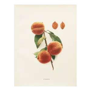 1900s U. P. Hedrick, Original Antique Photogravure of Schumaker Peaches