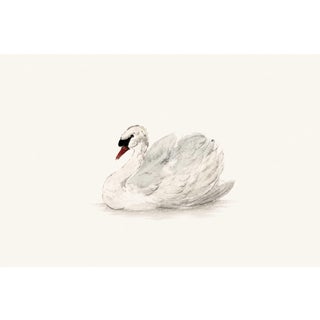 Mute Swan by Aert Schouman, Vintage Bird Art Print Reproduction, 24" X 16" For Sale