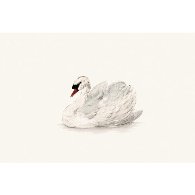 Mute Swan by Aert Schouman, Vintage Bird Art Print Reproduction, 24" X 16" For Sale
