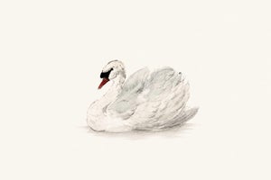 Mute Swan by Aert Schouman, Vintage Bird Art Print Reproduction, 24" X 16"