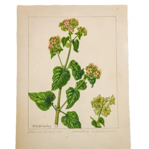 Heartleaf Umbrella-Wort Botanical Watercolor