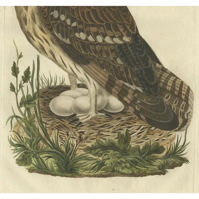 Strix Owl by Sepp & Nozeman, 1770, Paper For Sale - Image 3 of 5