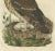 Strix Owl by Sepp & Nozeman, 1770, Paper For Sale - Image 3 of 5
