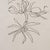 Wood Original Mourlot Floral Lithograph by Georges Braque, 1955 For Sale - Image 7 of 11